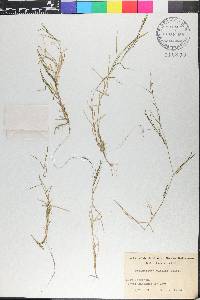 Potamogeton strictifolius image