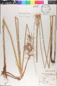 Cyperus articulatus image