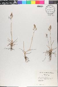 Poa pratensis subsp. irrigata image