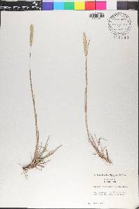 Phleum phleoides image