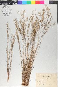 Aira provincialis image