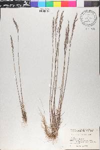 Poa secunda var. scabrella image