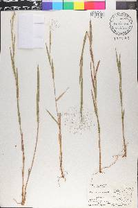 Panicum cyanescens image