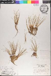 Eleocharis geniculata image