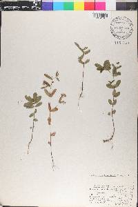 Chamaesyce hyssopifolia image