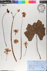 Begonia octopetala image