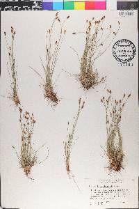Eleocharis acutisquamata image