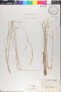 Nassella lepida image