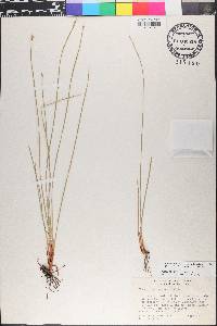 Eleocharis macrostachya image