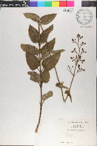 Scrophularia nodosa image