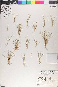Eleocharis coloradoensis image