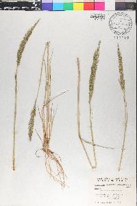 Diplachne fusca subsp. uninervia image