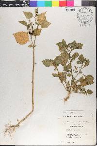 Solanum nigrum image