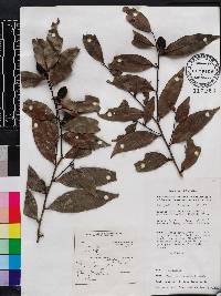 Diospyros hebecarpa image