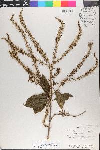 Alseis yucatanensis image