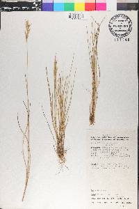 Rytidosperma penicillatum image