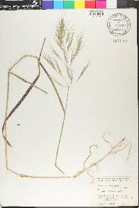 Bromus diandrus image