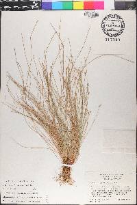Eleocharis geniculata image