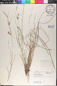 Carex lasiocarpa image