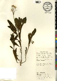 Talinum fruticosum image