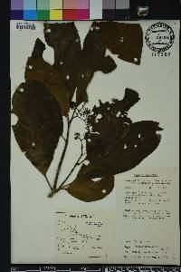 Pisonia umbellifera image