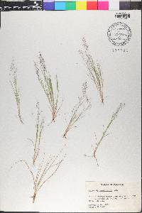 Aristida capillacea image