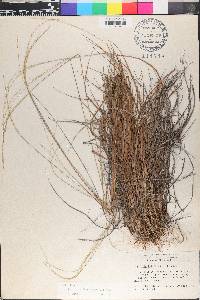 Digitaria filiformis image