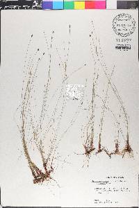 Eleocharis tenuis image