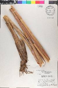 Saccharum villosum image