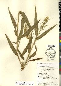 Rugoloa pilosa image