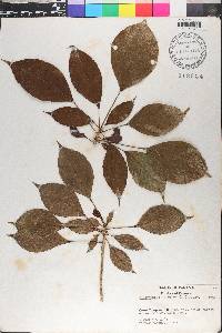 Dendropanax arboreus image