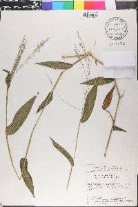 Panicum sellowii image