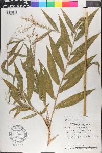 Lasiacis ligulata image