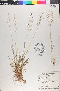 Eragrostis articulata image