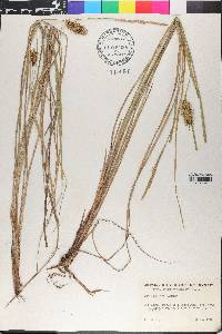 Carex bullata image