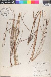 Schizachyrium tenerum image