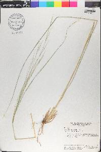 Aristida longifolia image
