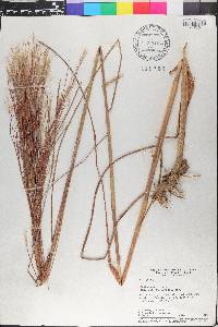 Andropogon bicornis image