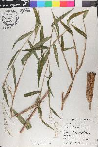 Lasiacis ligulata image