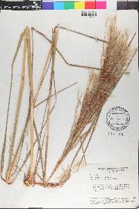 Andropogon bicornis image