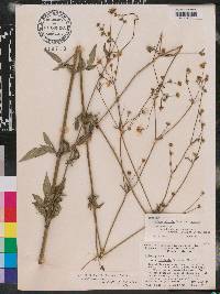 Bidens pilosa image