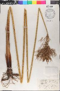 Cyperus articulatus image