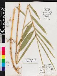 Arundinaria gigantea image