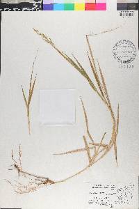 Homolepis aturensis image