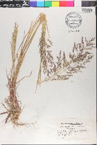 Poa trivialis image