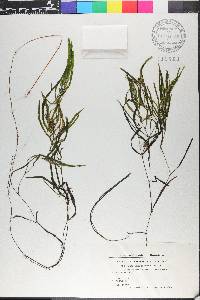 Potamogeton obtusifolius image