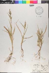 Panicum molle image