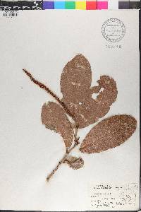Coccoloba venosa image