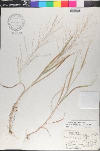 Leptochloa panicea image