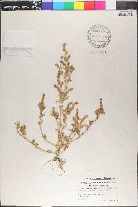 Atriplex prostrata image